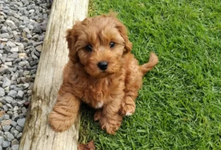 Adorable Cavapoo Puppies for Your Family