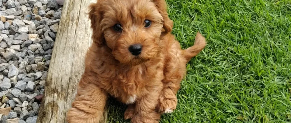 Adorable Cavapoo Puppies for Your Family