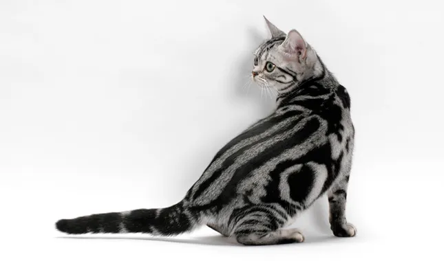 American Shorthair