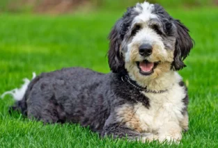 Bernedoodle Care Guide: Tips for Healthy Pets