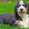 Bernedoodle Care Guide: Tips for Healthy Pets