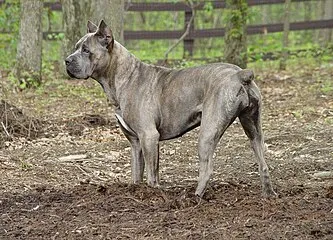 The Ultimate Guide to Cane Corso Price: Factors, Costs, and Tips