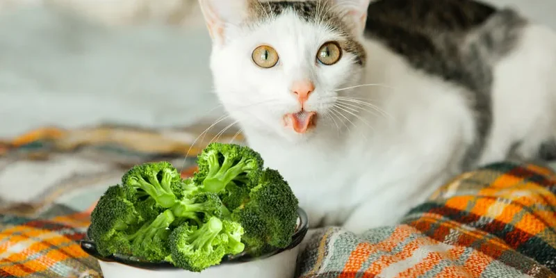 Cats Eat Broccoli
