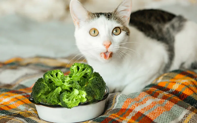 Cats Eat Broccoli