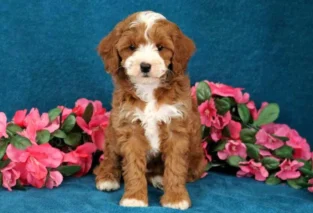 Cavapoo Full Grown Size & Traits Guide