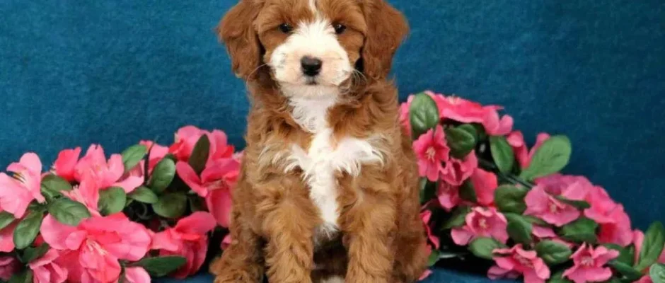 Cavapoo Full Grown Size & Traits Guide