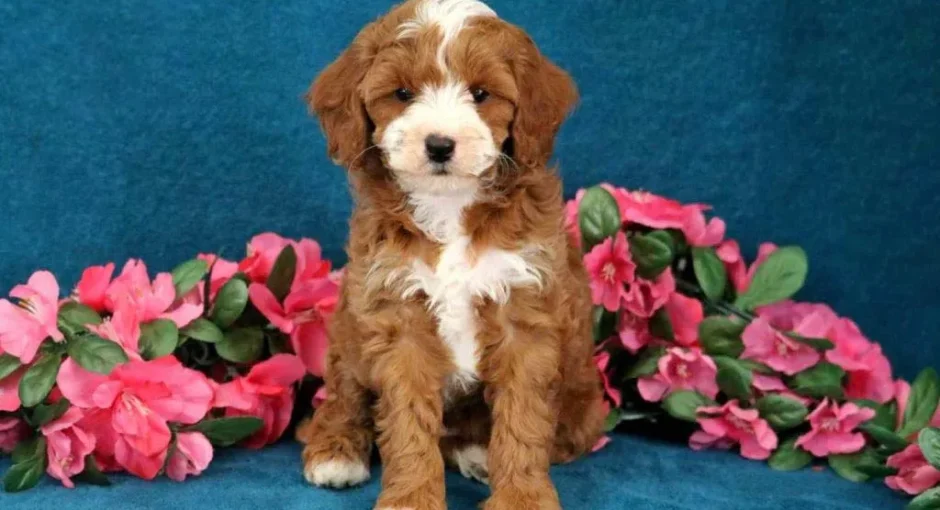 Cavapoo Full Grown Size & Traits Guide