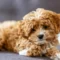 Teddy Bear Dog Guide: Care, Breeds & Tips