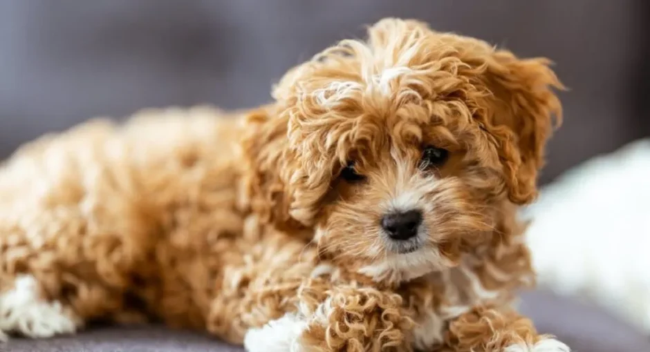 Teddy Bear Dog Guide: Care, Breeds & Tips