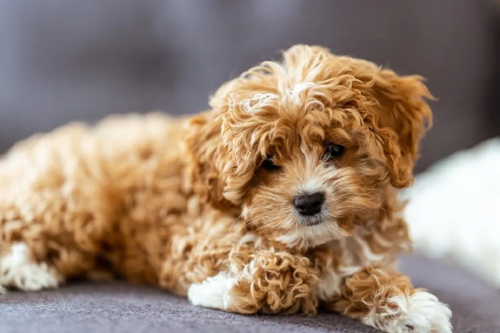 Teddy Bear Dog Guide: Care, Breeds & Tips