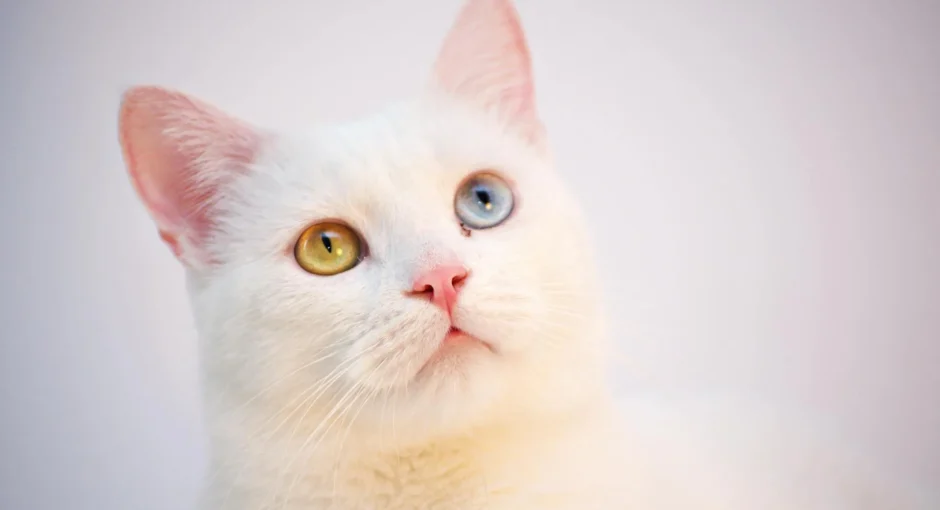 Feline Vision: What Colors Can Cats See?