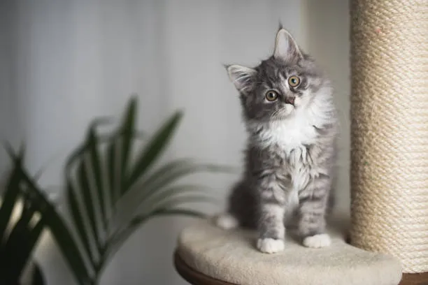 Maine Coon Kitten Care Tips & Breed Info