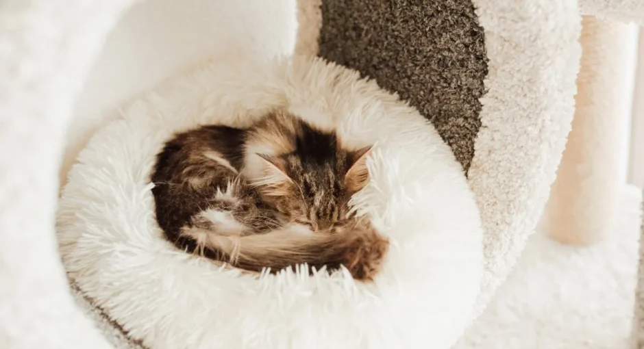 Why Do Cats Often Curl Up When Sleeping?