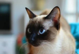 10 Interesting Facts About Siamese Cats