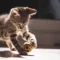 6 Games That Humans Can Play with Cats