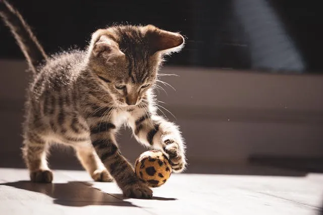 6 Games That Humans Can Play with Cats