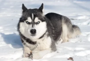 5 Reasons Why Huskies May Become Hyperactive
