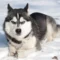 5 Reasons Why Huskies May Become Hyperactive