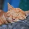 5 Reasons Why Cats Sleep a Lot