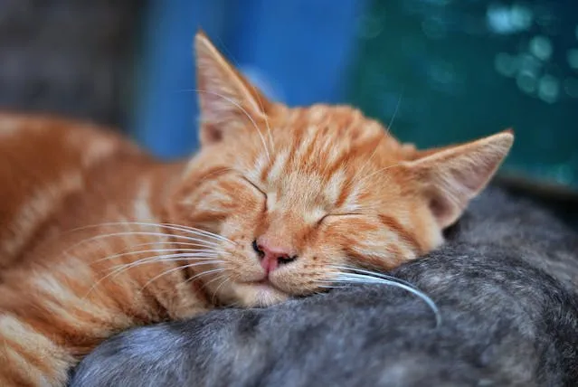 5 Reasons Why Cats Sleep a Lot