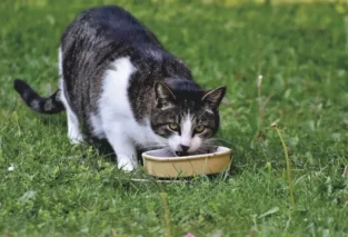 3 reasons why you shouldn't feed cats mice