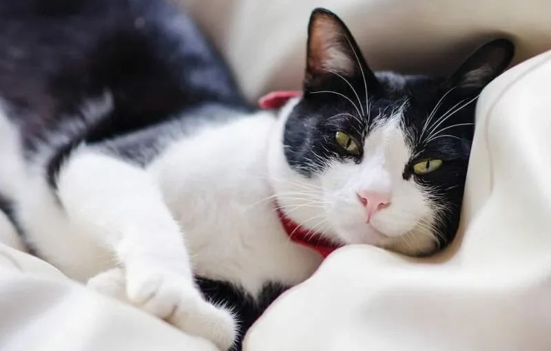 Tuxedo Cat Care: Tips for a Happy, Healthy Pet