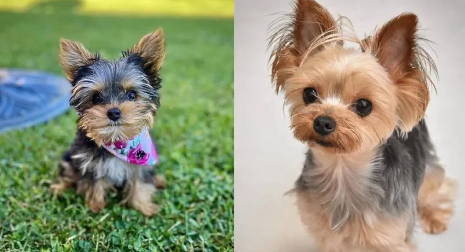 TOP 10 BENEFITS OF HAVING A YORKIE