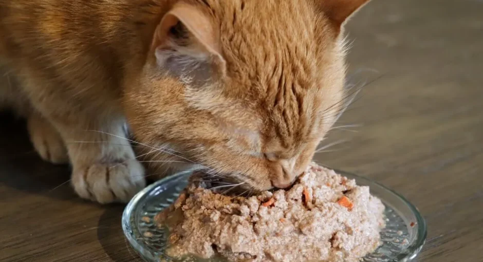 How to Change Your Cat’s Food in 10 Simple Steps