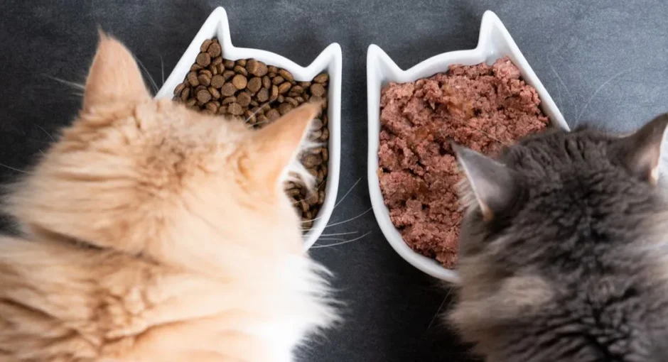 Wet vs. Dry Cat Food: What’s Better for Cats?