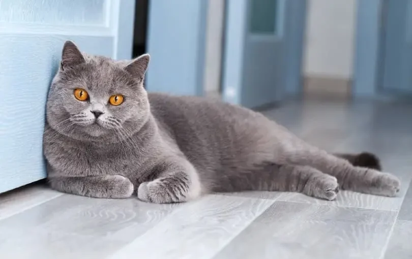 British Shorthair Cats: Breed Traits & Care Tips