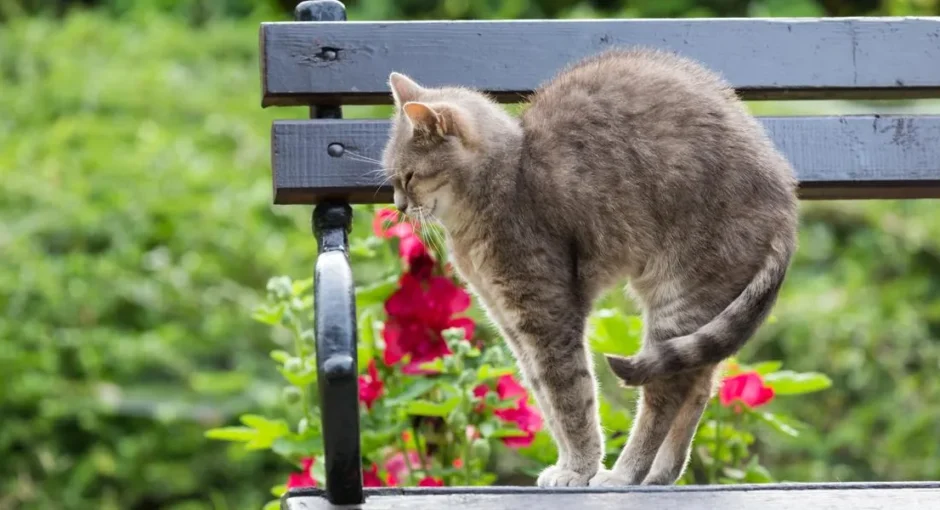 Why Do Cats Arch Their Backs? Top 8 Reasons