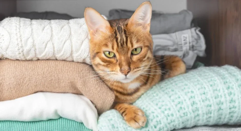 Why Is My Cat Hiding and Sleeping in the Closet?