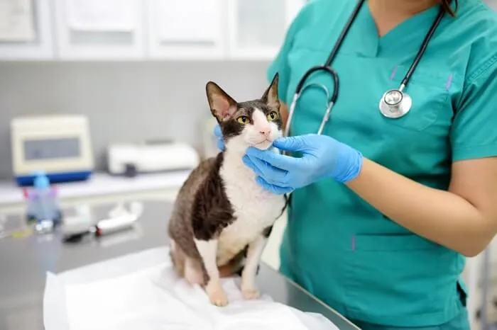 Top 10 Things Your Vet Wishes You Knew