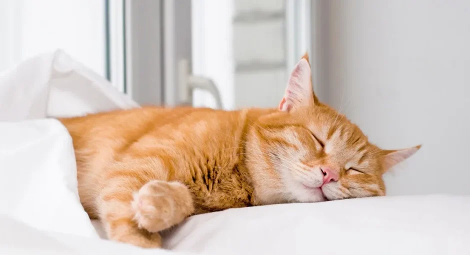 Do Cats Dream? Science Has the Answer