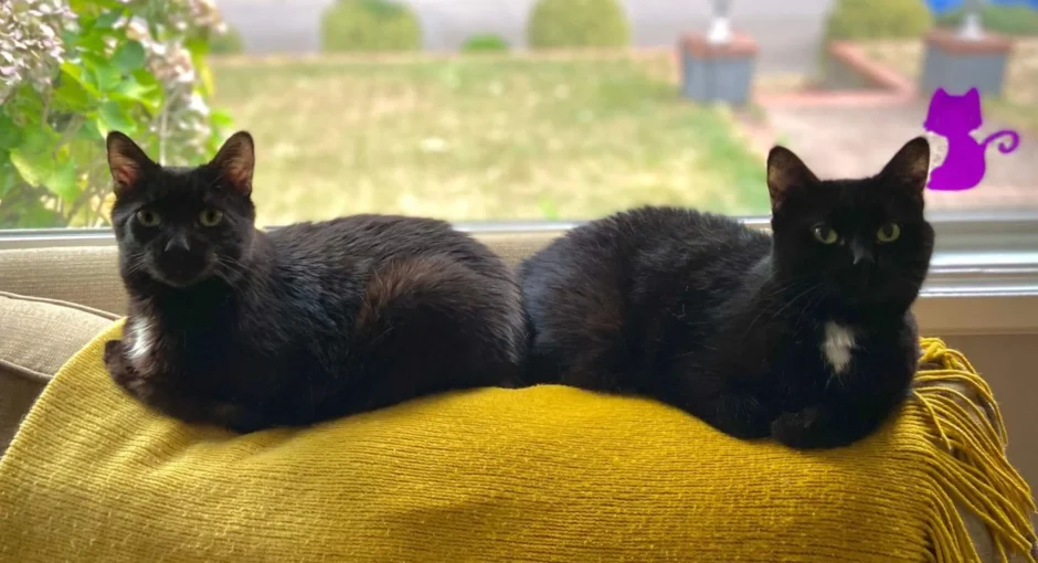 Are Multi-Cat Households More Stressful?