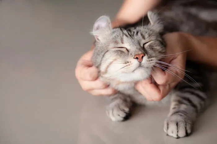 Dos and Don’ts of Petting a Fearful Cat