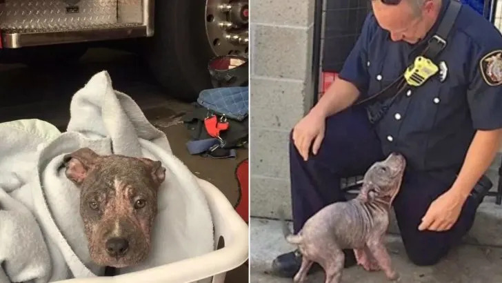 A 3-Month-Old Pitbull Is Saved By A Firefighter After Being Abandoned By Previous Owners