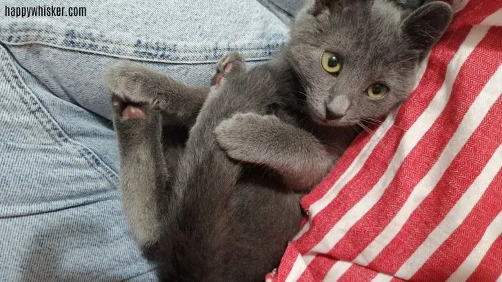 This Adorable Kitty Was Abandoned By His Owners For The Most Bizarre Reason Ever