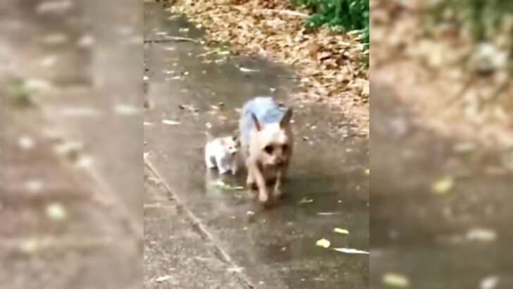 An Adorable Yorkshire Terrier Grabbed His Superhero Suit And Helped A  Homeless Kitten Find A Loving Home