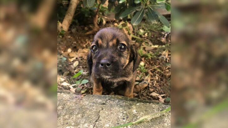 An Injured Stray Puppy Crawled To A Woman’s Front Yard With Tears In Her Eyes, Asking For Help