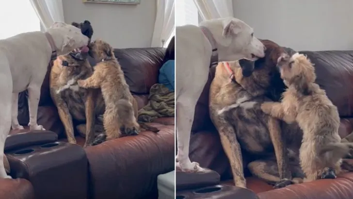 Abused Dog, Rex, Has The Pawfect Siblings To Help Him Overcome Anxiety