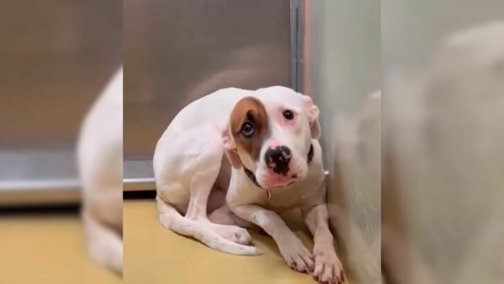 Dog That Couldn’t Stop Shaking From Fear In Her Tiny Kennel Leaves Everyone Brokenhearted