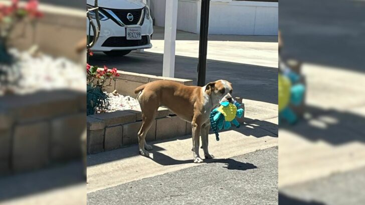 Frightened Stray Dog Finds Comfort In Plush Toys His Rescuers Gave Him