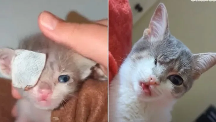 Newborn Kitten With Ruptured Eye Faces Many Challenges But Shows Fighting Spirit Nevertheless