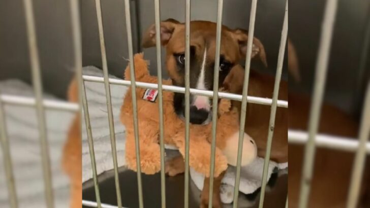 Puppy’s Sad Face After She Was Returned To The Shelter For Not Being Potty-Trained