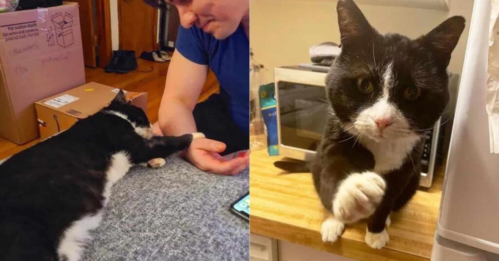 Rescuer Finds A Tuxedo Cat In Desperate Need Of Help And Decides Not To Give Up On Him