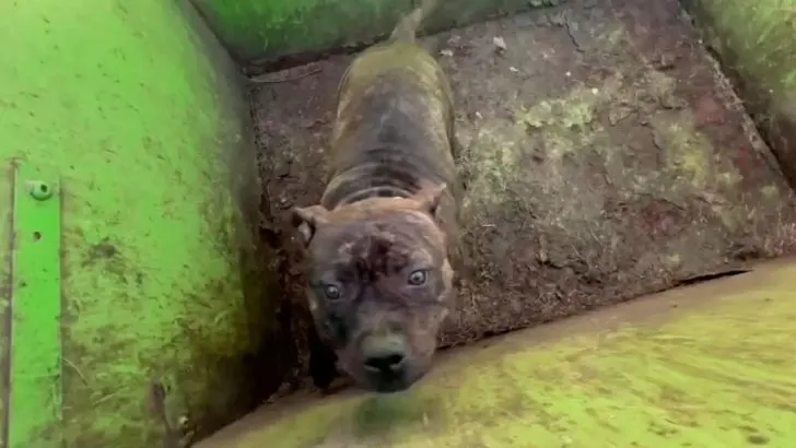 Rescuers Open A Dumpster Lid And Discover The Most Adorable Eyes Looking Back At Them