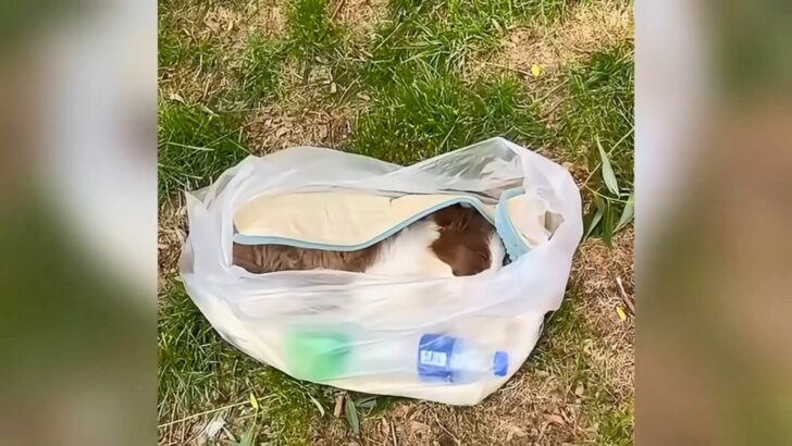 Sick Dog Left By Her Owner In A Bag Was Gasping For Breath Until Rescuers Came To Help