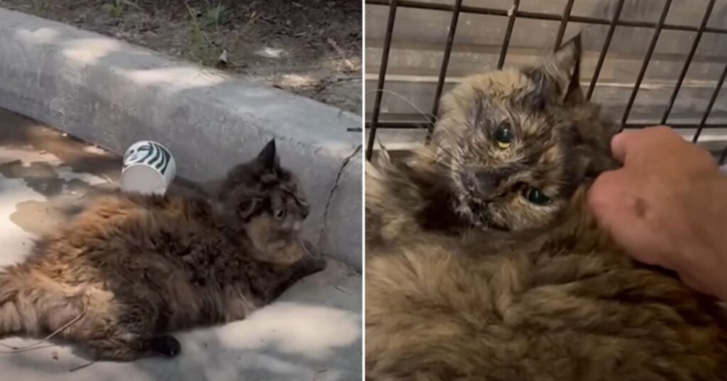 Stray Cat Rescued from Starbucks Finds Unexpected Love and New Life