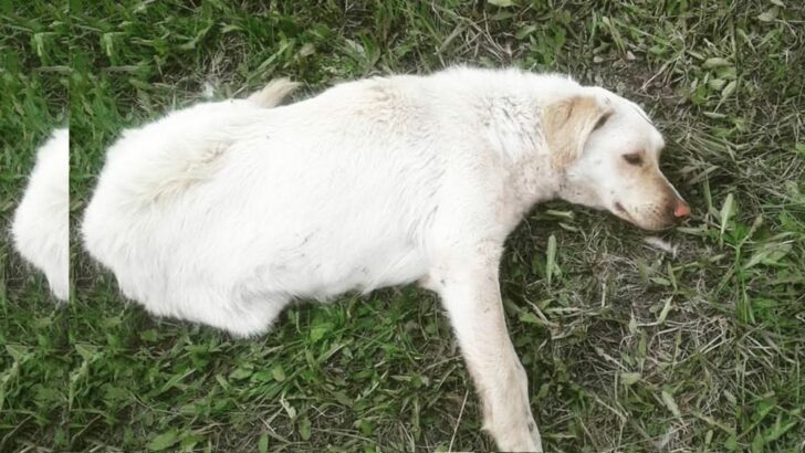 Stray Dog Was Paralyzed After A Horrible Accident But Then She Met Her Amazing Rescuer